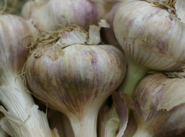 takahue-garlic-1