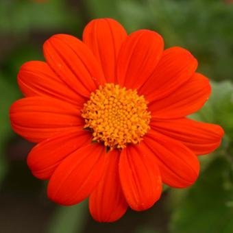 tithonia_mexican_sunflower