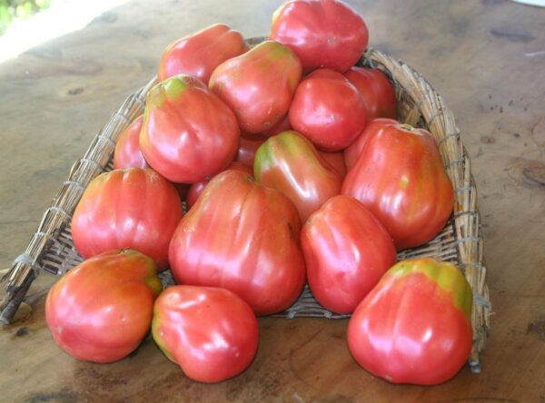 tomato-heritage