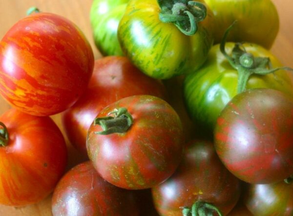 tomato_mix_5_colour2