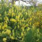 tree_lupin_yellow_flowering3