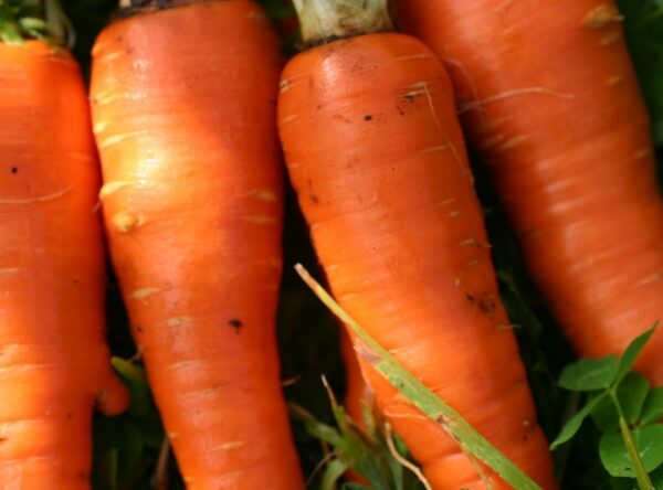 whanganui-giant-carrot-2-reduced