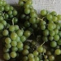 white_dalmatian_grape-1