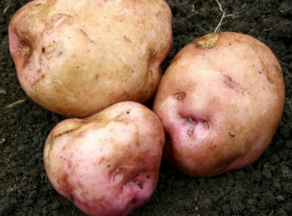 moemoe potato