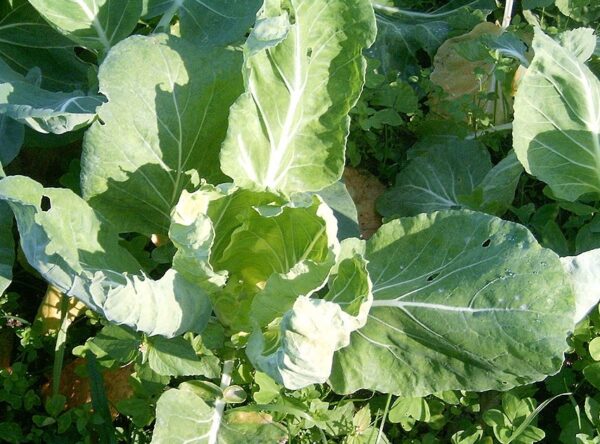 1024px Tronchuda cabbage kale