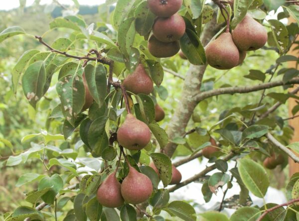 IMG_9995 pear kirschensaller 2
