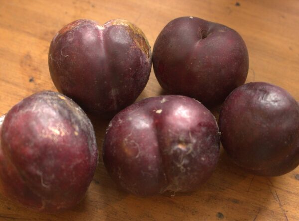 simon Dew plum ripe late Feb IMG_0003 (3)