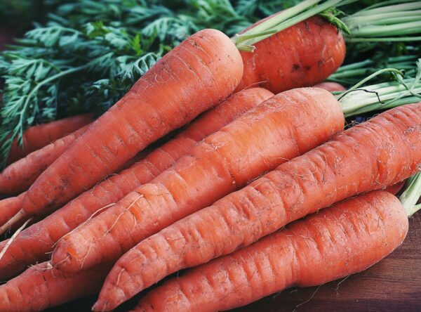 carrot kuroda