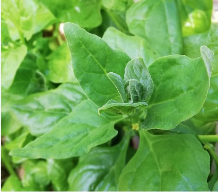 NZ Spinach Green triangle leaves