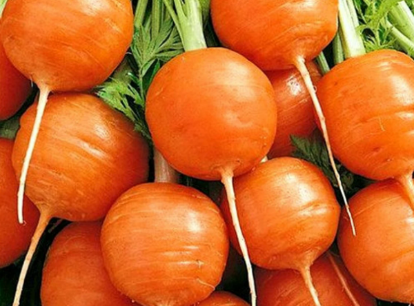 Paris Market Carrot