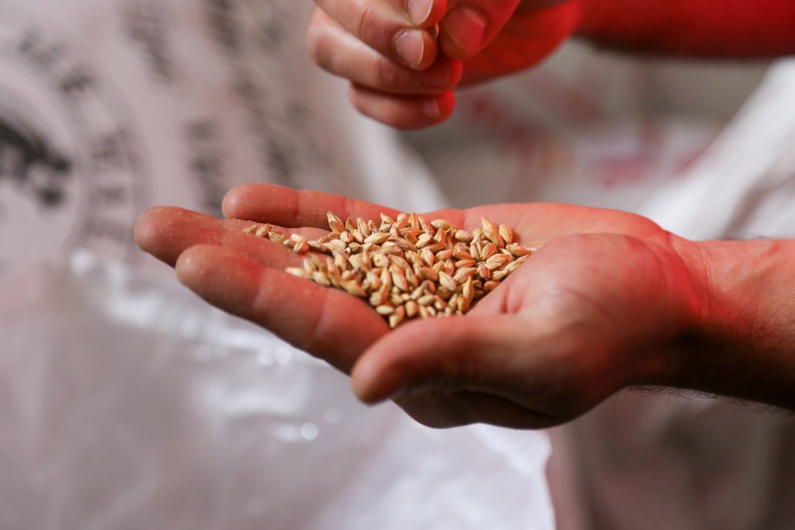 A Person Holding Seeds