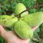 Hand holding a cluster of pawpaws.